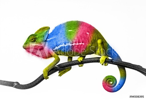 Bild på  chameleon - colors